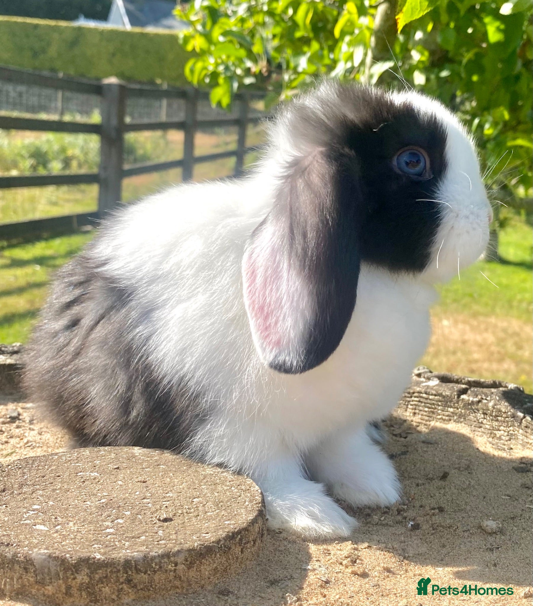 Mini Lop rabbits Mini Lop boy looking for his forever home 🏠  - Advert 1
