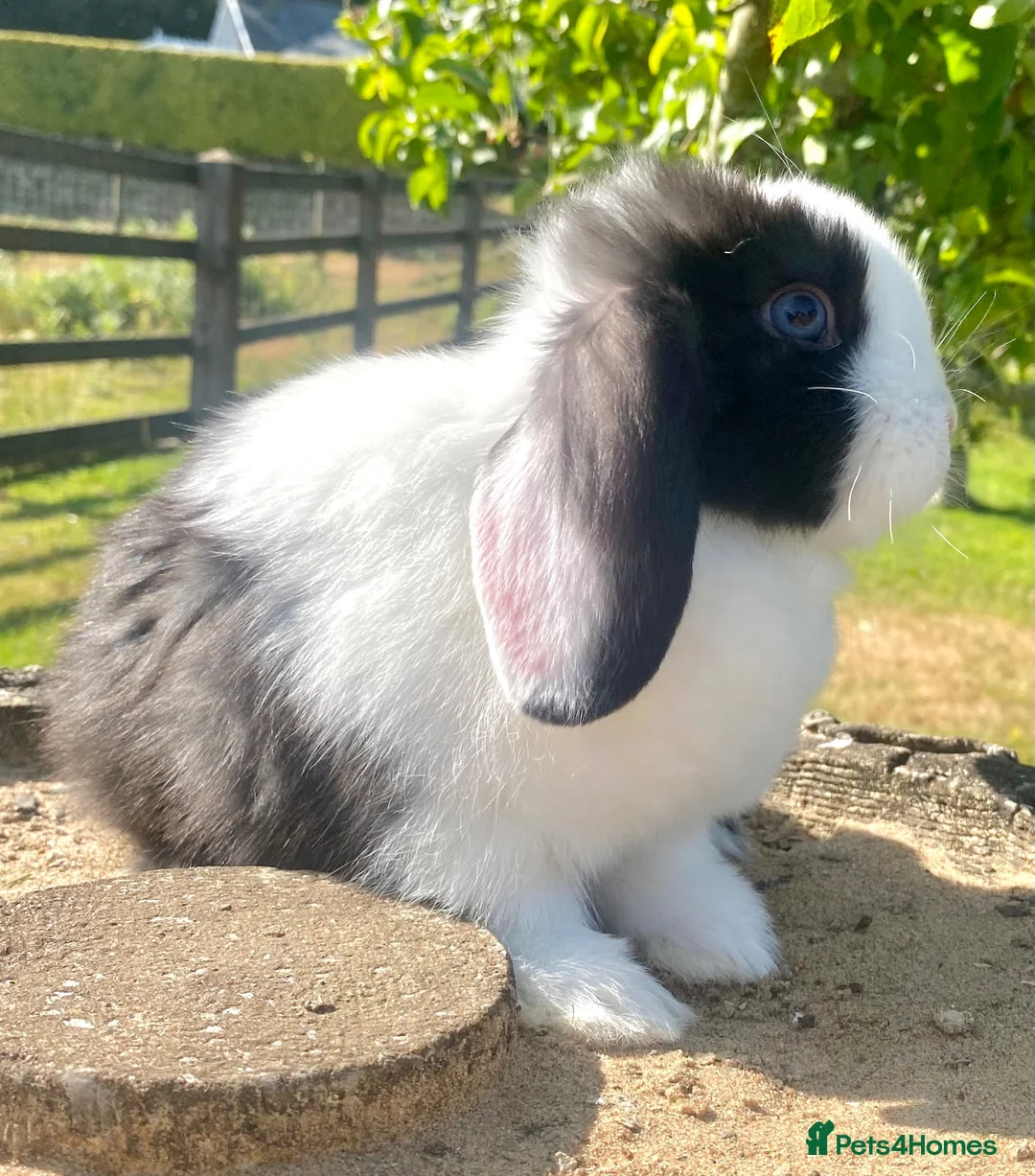 Mini Lop rabbits for sale: Mini Lop boy looking for his forever home 🏠  - Advert 1
