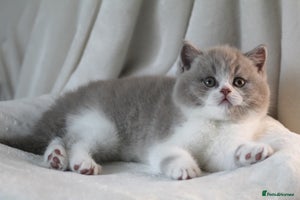 British Shorthair cats - Advert 16