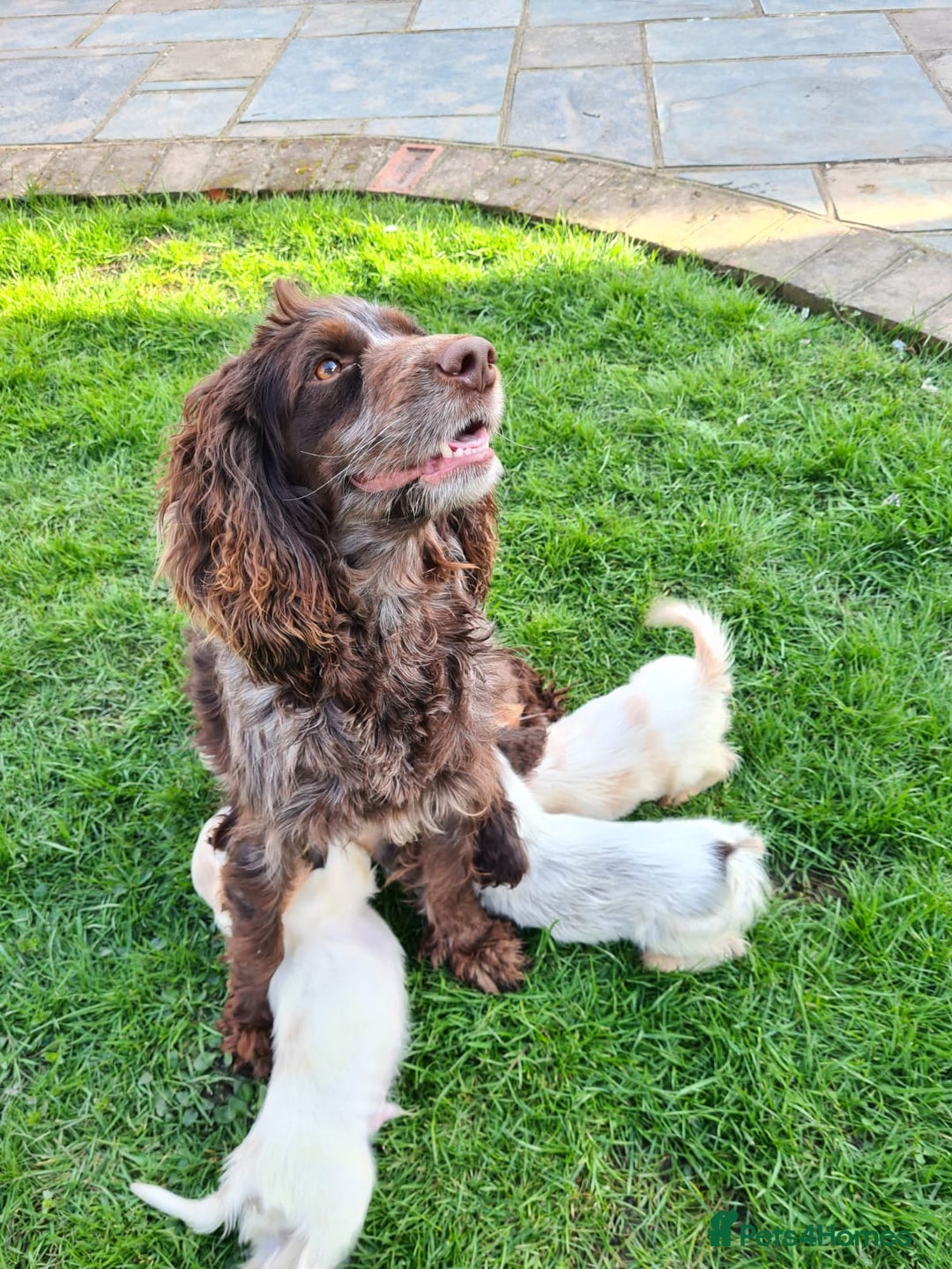 Cocker Spaniel dogs for sale: ❤️ Ready Now ❤️ Beautiful Cocker Spaniel Puppies - Image 6