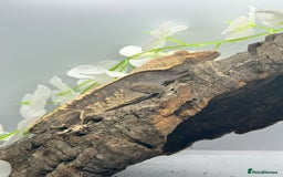 Gecko reptiles for sale: Geckos for sale.  - Image 13