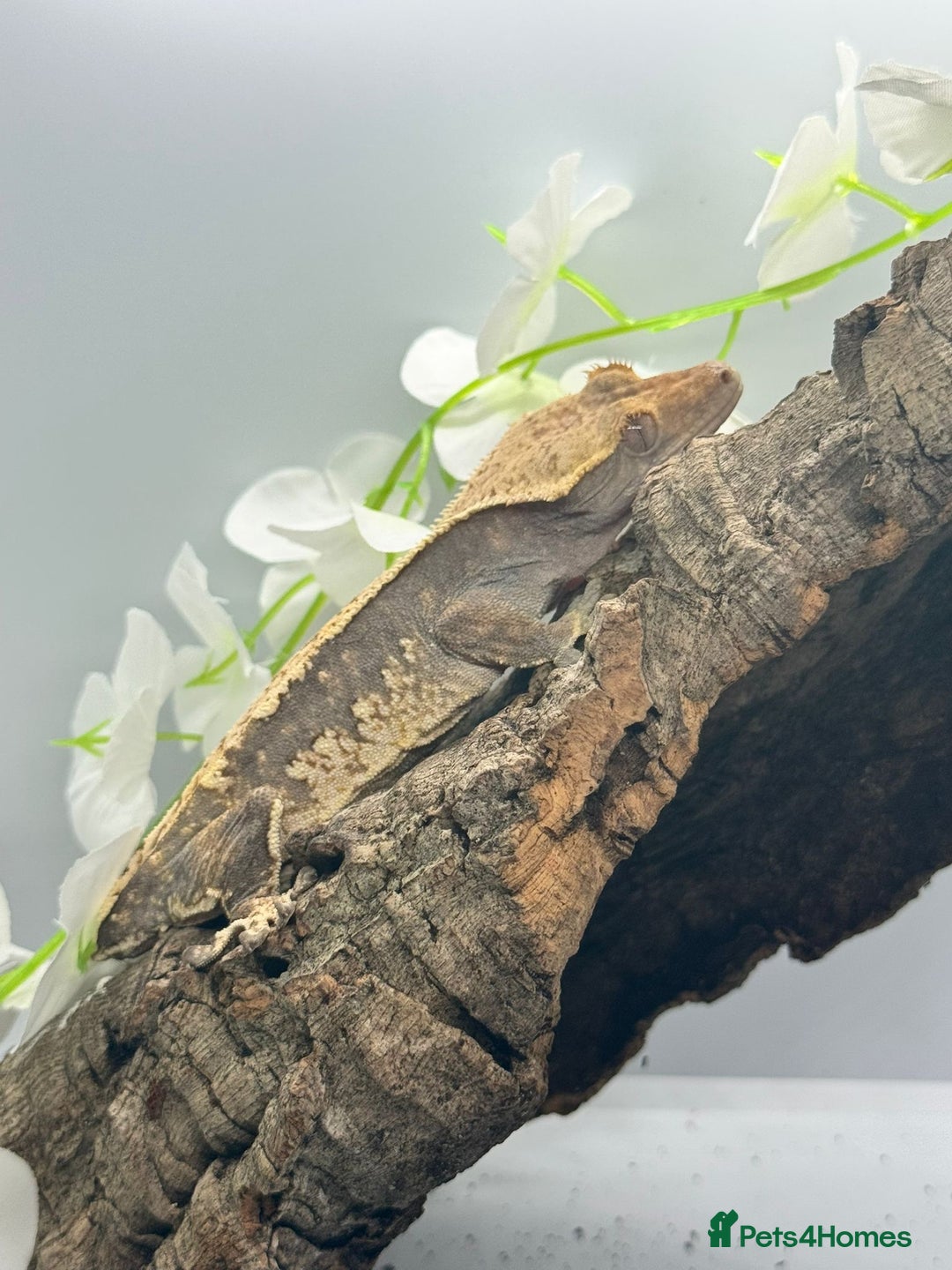 Gecko reptiles for sale: Geckos for sale.  - Image 13