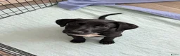 Lurcher dogs for sale: 4 beautiful girls looking for there forever homes  - Advert 14