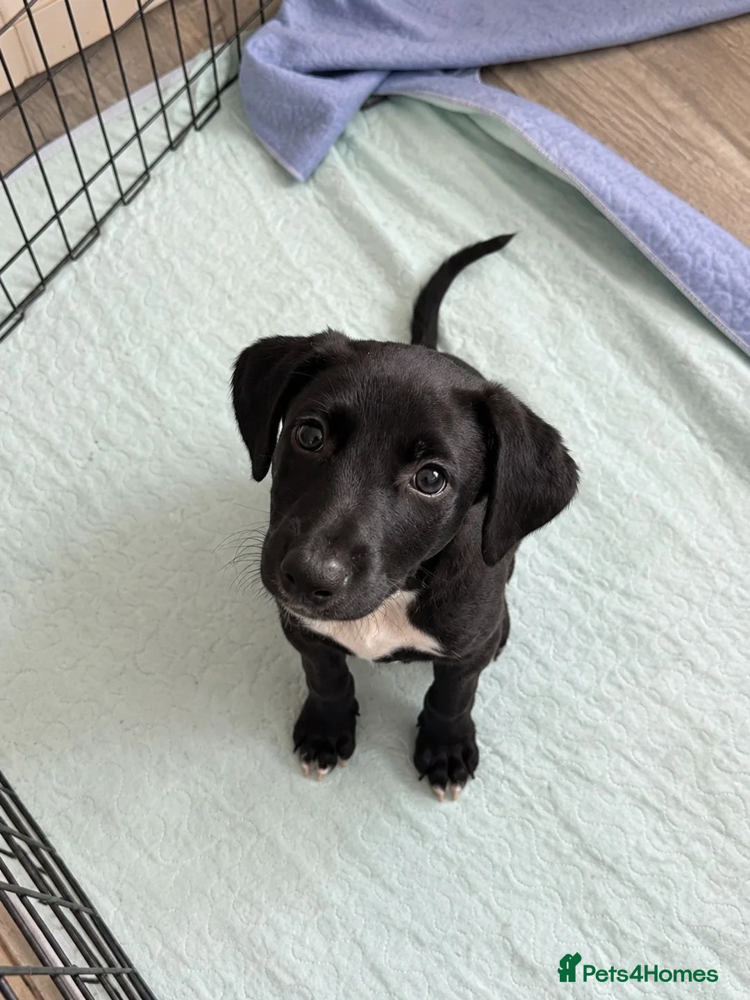 Lurcher dogs for sale: 4 beautiful girls looking for there forever homes  - Advert 14