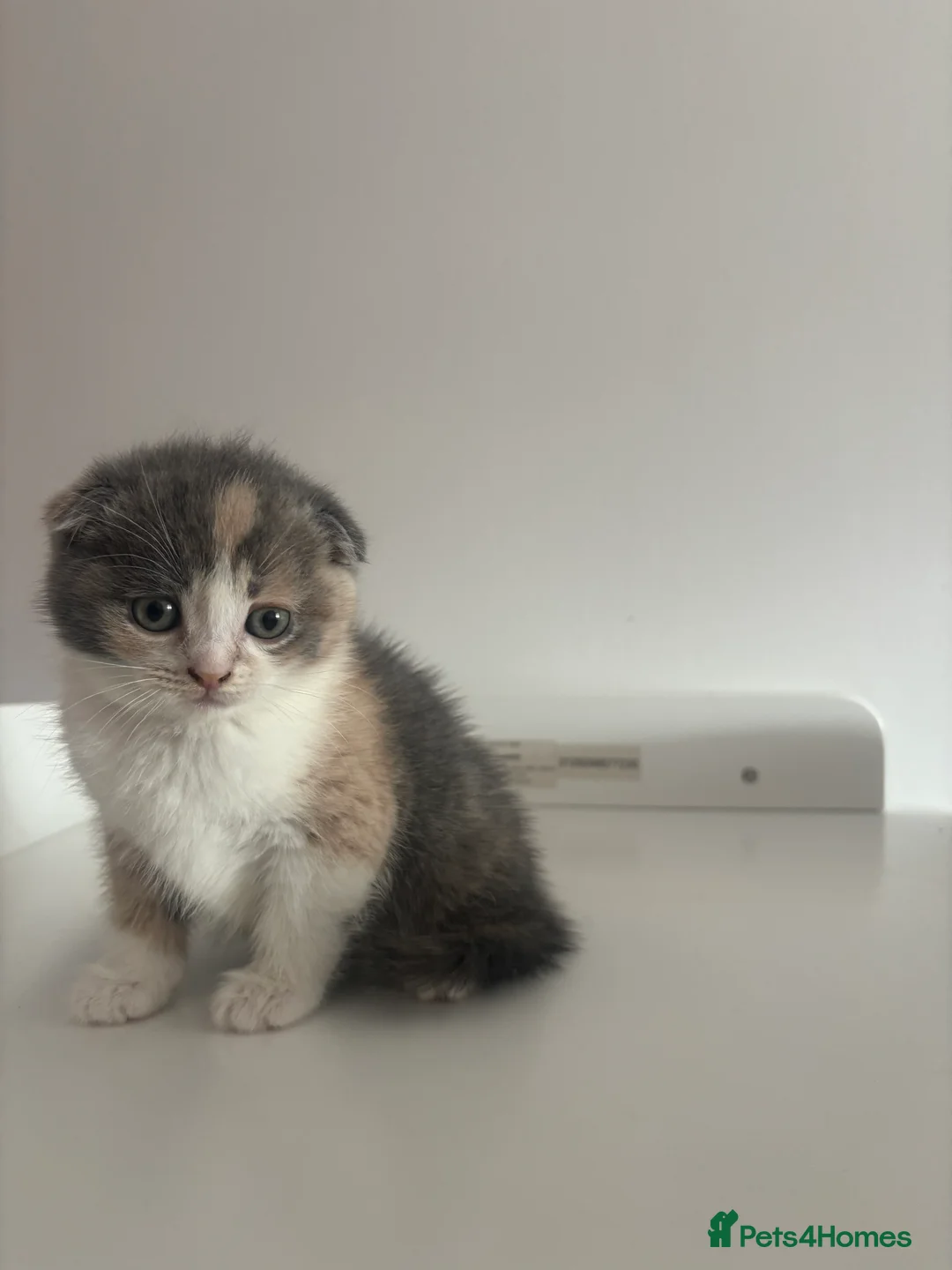 Scottish Fold cats for sale: FEMALE KITTEN READY NOW - Advert 2