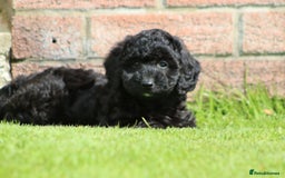 Cavapoochon dogs for sale: Beautiful Cavapoochon puppies for sale - Image 8