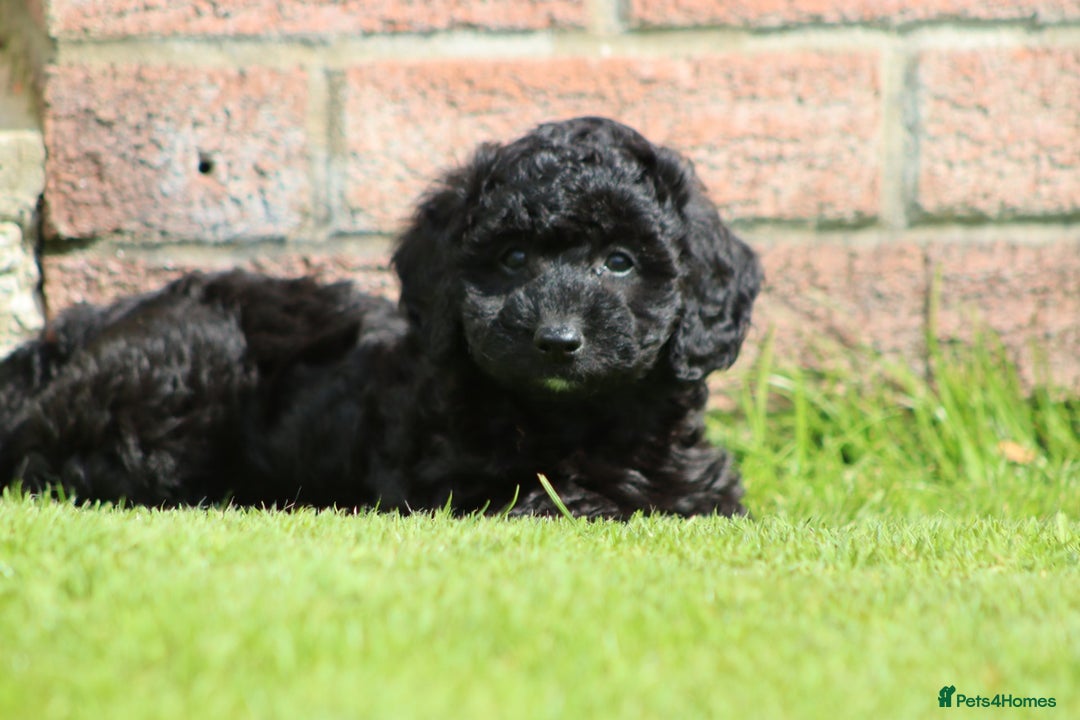 Cavapoochon dogs for sale: Beautiful Cavapoochon puppies for sale - Image 8