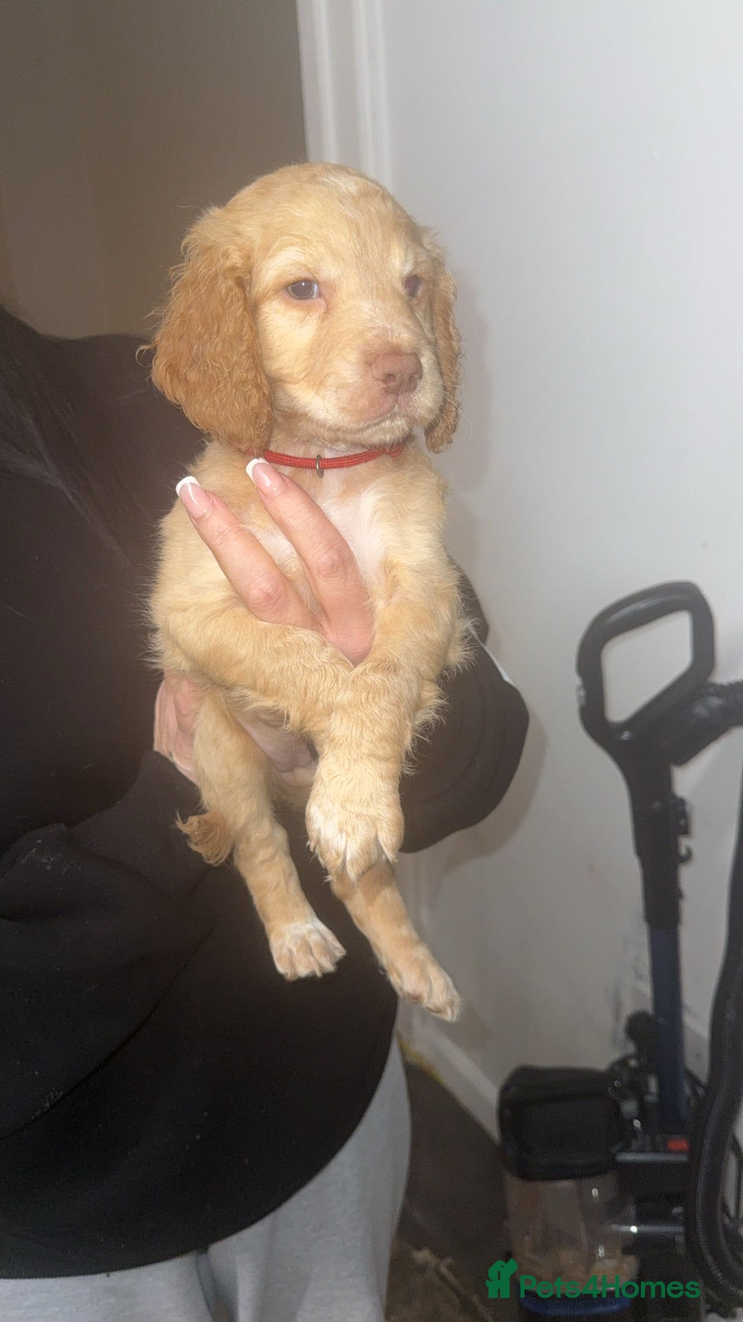 Cocker Spaniel dogs for sale: REDUCED💵cocker spaniel puppies 🩷💙 - Advert 26