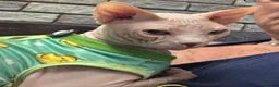 Sphynx cats for stud: Sphynx Stud Available for Mating - Advert 4