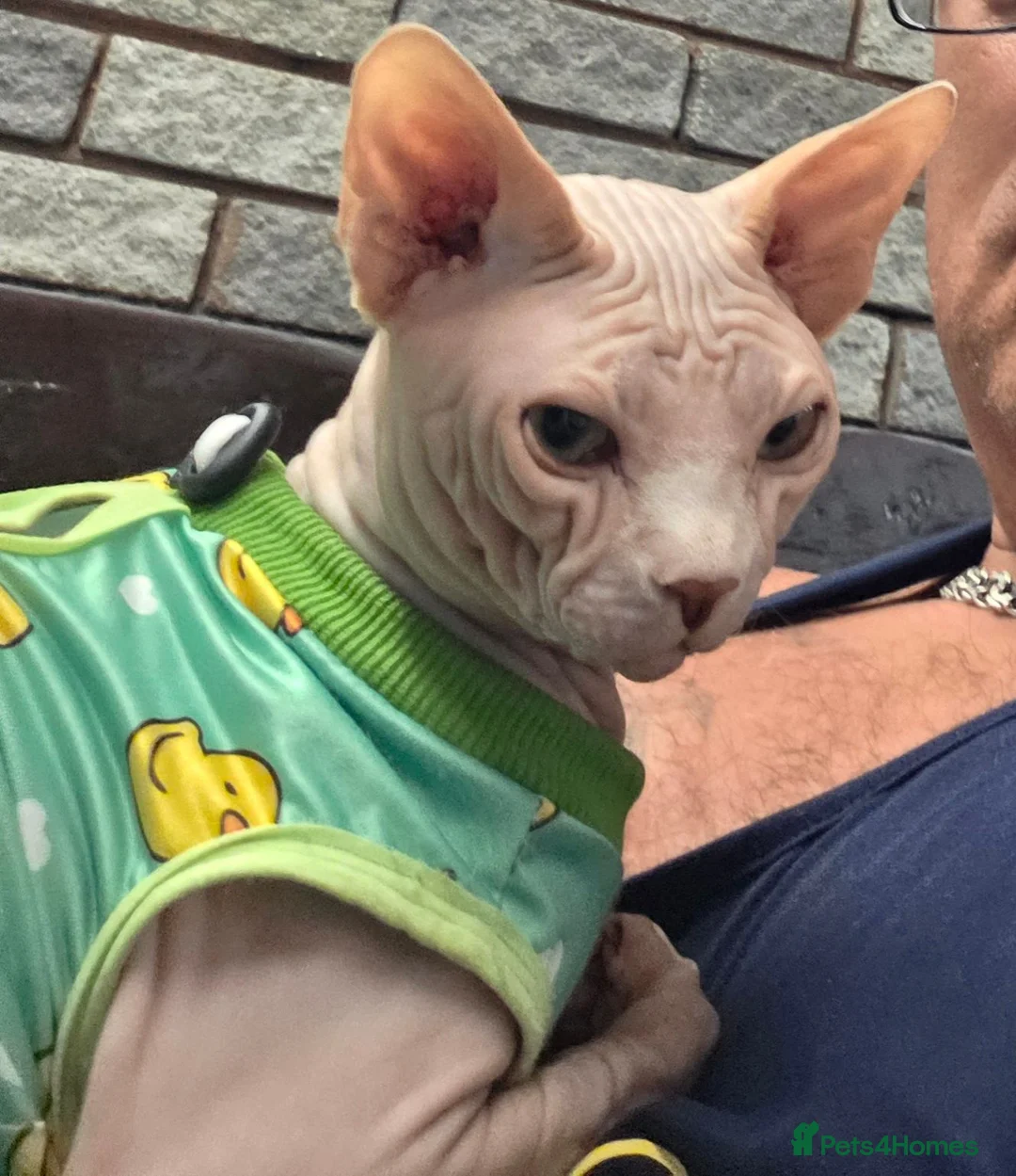 Sphynx cats for stud: Sphynx Stud Available for Mating - Advert 4