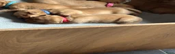 Labrador Retriever dogs for sale: Beautiful fox red Labrador litter  - Advert 33
