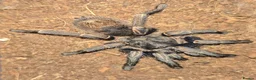 Tarantulas invertebrates for sale: 5 tarantulas, with enclosures see description  in Bristol - Advert 8