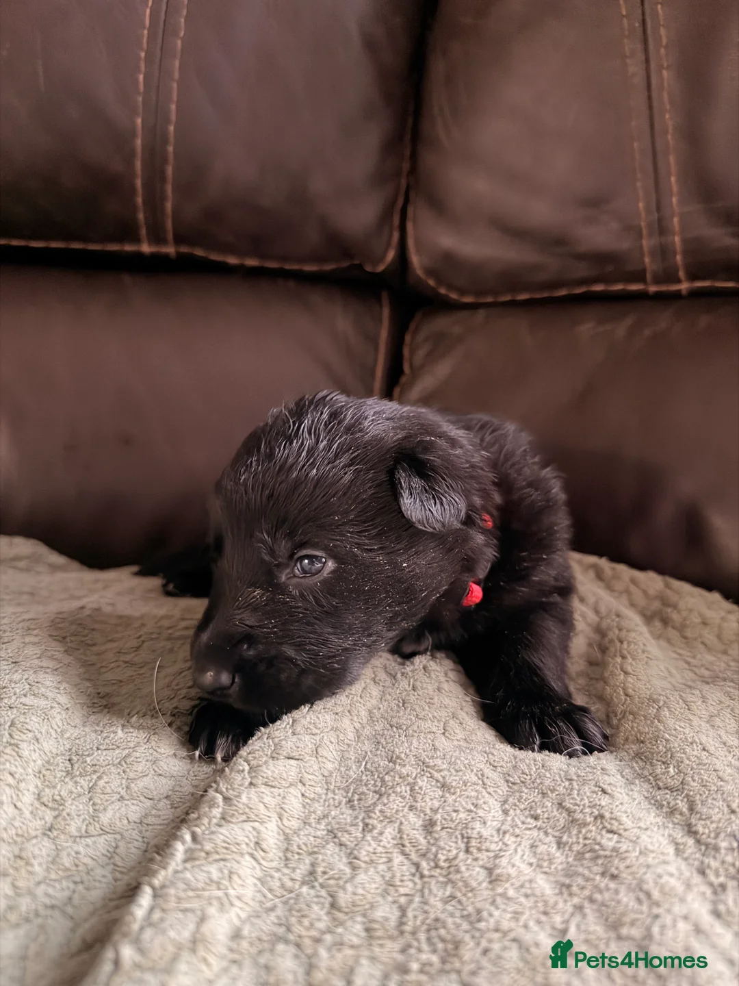 Mixed Breed dogs for sale: German shepherd x border collie (Shollie) - Advert 6