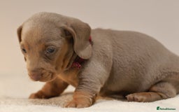 Miniature Dachshund dogs for sale: 5StarsLicensed+KC+PRAClear+VetChecked - Image 16
