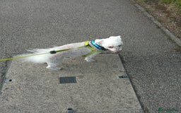 Bichon Frise dogs for sale: Bicheon frise - Image 1