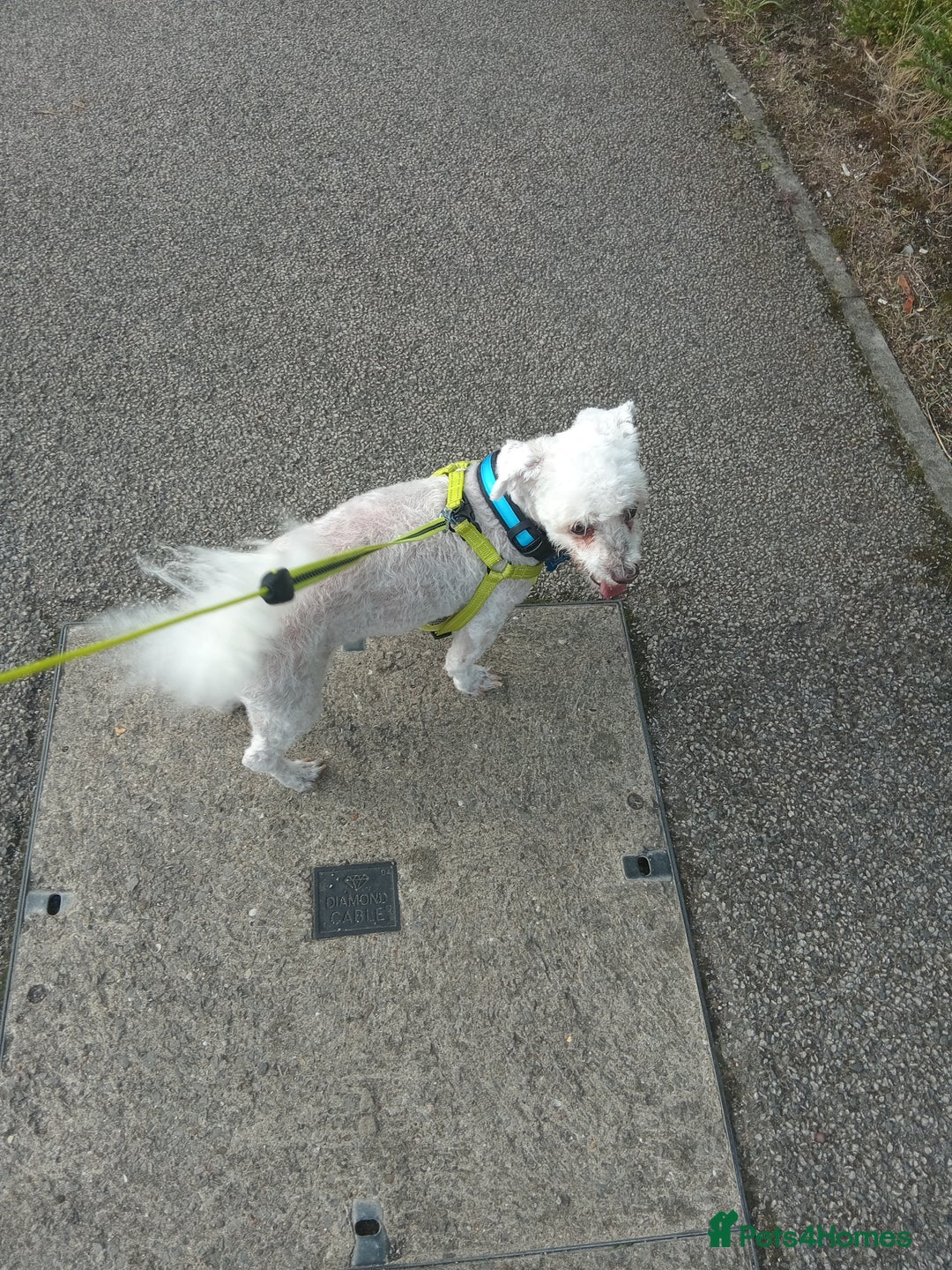 Bichon Frise dogs for sale: Bicheon frise - Image 1