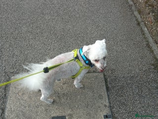 Bichon Frise dogs - Advert 9