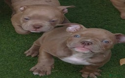 American Bully dogs for sale: Champagne, Chocolate, Merle Micro Pocket Bullys  in Wilmslow - Image 15