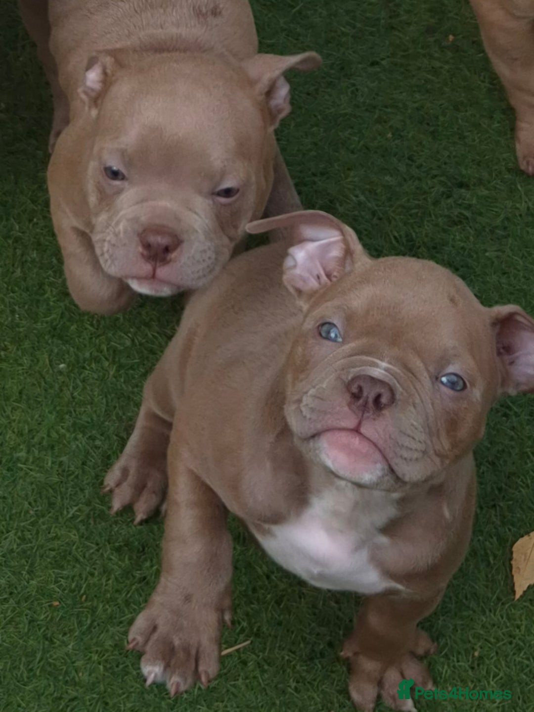 American Bully dogs for sale: Champagne, Chocolate, Merle Micro Pocket Bullys  in Wilmslow - Image 15