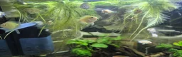 Cichlids fish for sale: Dwarf platinum parrots  in Redditch - Advert 3