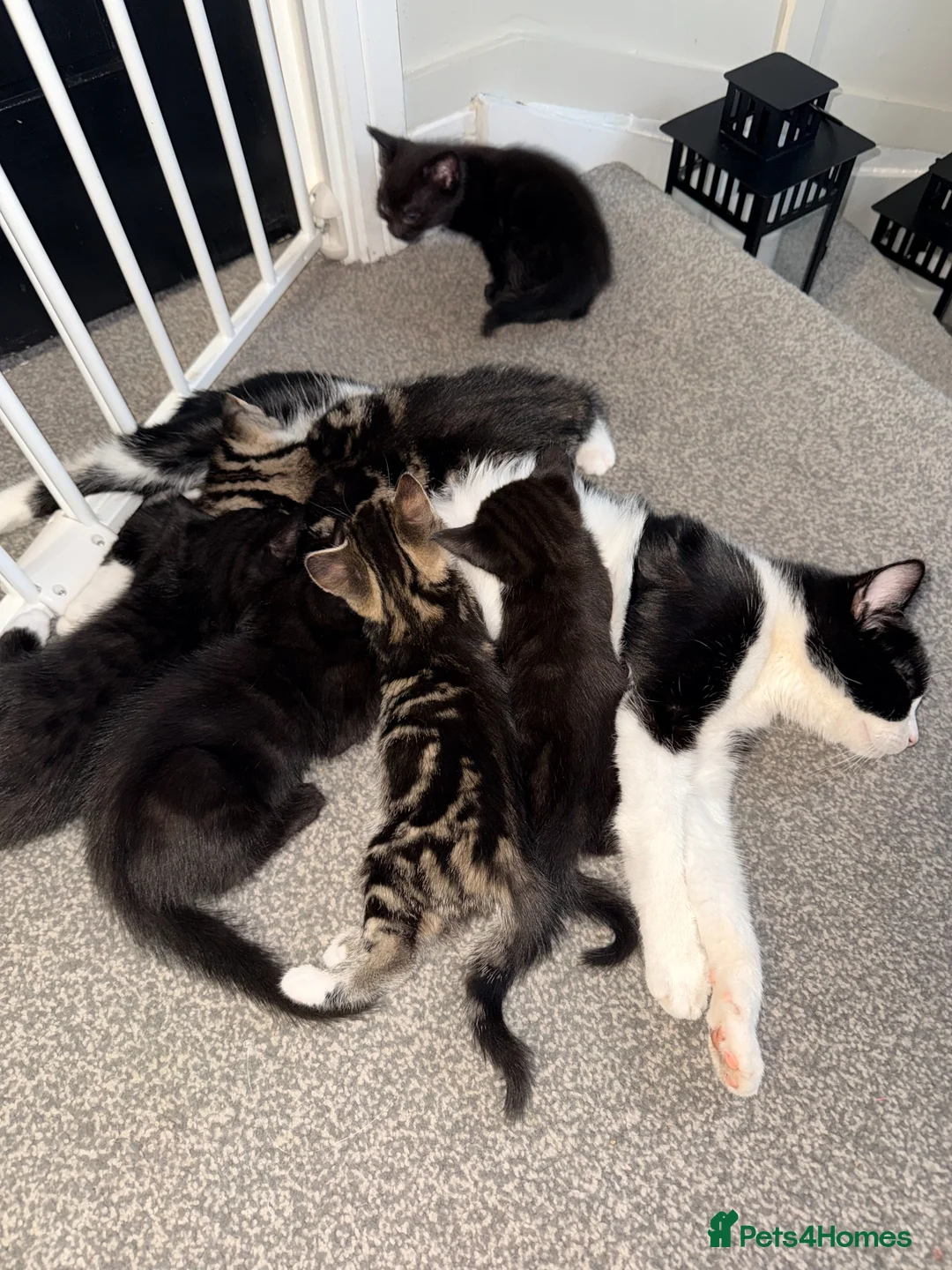 Mixed Breed cats for sale: 9 Beautiful mixed kittens in Olney - Advert 1