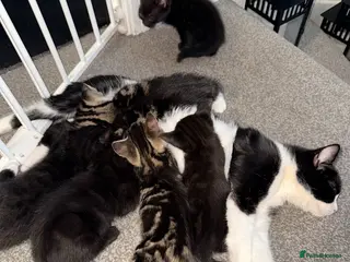 Mixed Breed cats 9 Beautiful mixed kittens - Advert 2