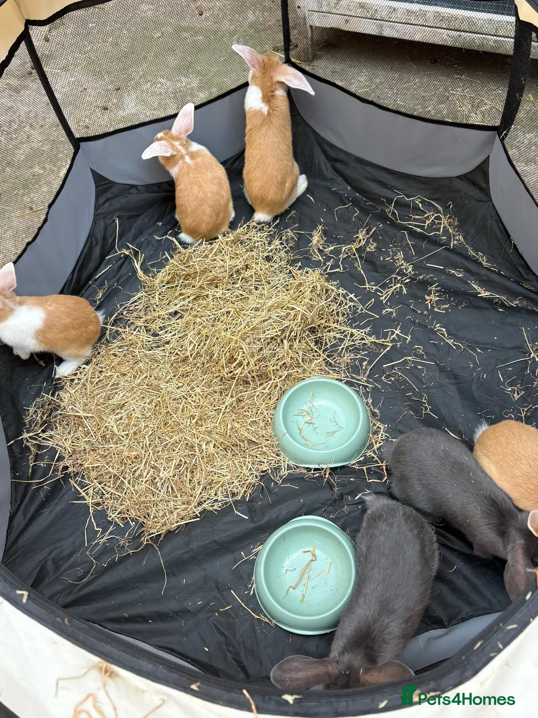 Dwarf Lop rabbits for sale: Rabbits for sale  in Warrington - Advert 6