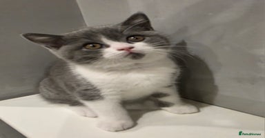 British Shorthair cats - Advert 7