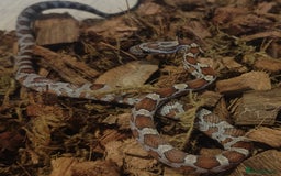Corn Snake reptiles for sale: Beautiful Baby Corn Snakes for Sale - Image 4