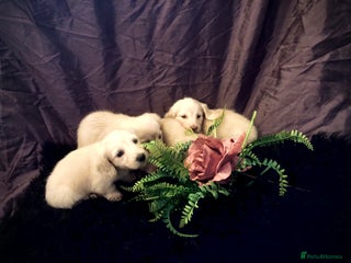 Miniature Dachshund dogs KC English Cream miniature dachshund - Advert 6