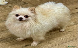 Pomeranian dogs for adoption: Alica – The Tiny Soul Who Survived the Unthinkable - Image 4