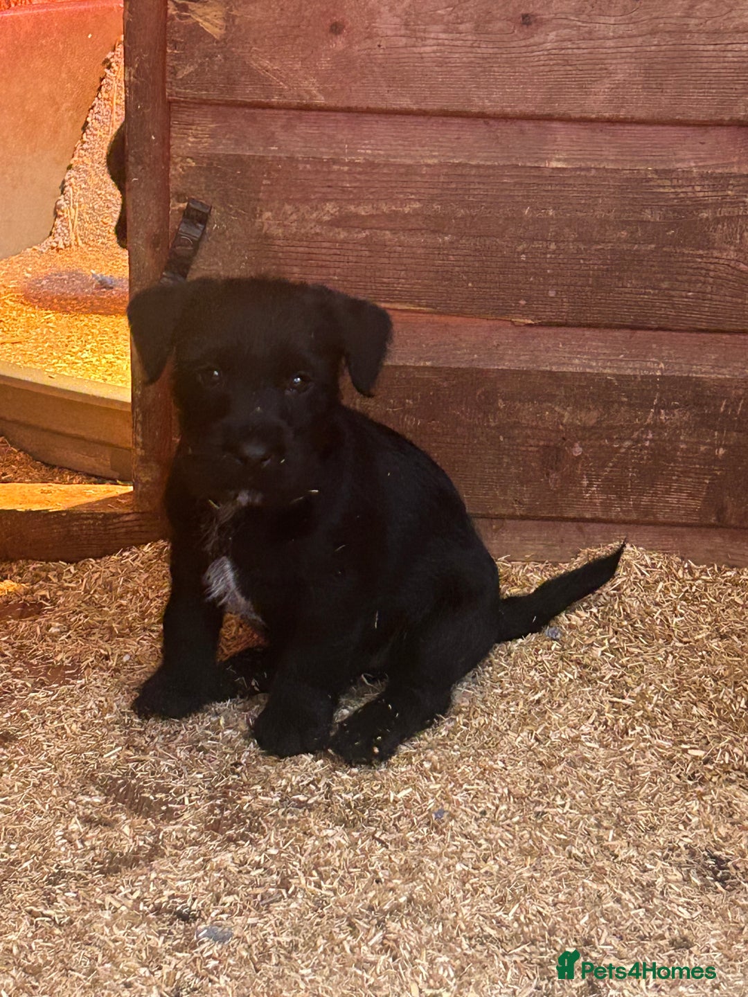 Mixed Breed dogs for sale: Patterdale x Boarder Lakeland Terrier puppies - Advert 12
