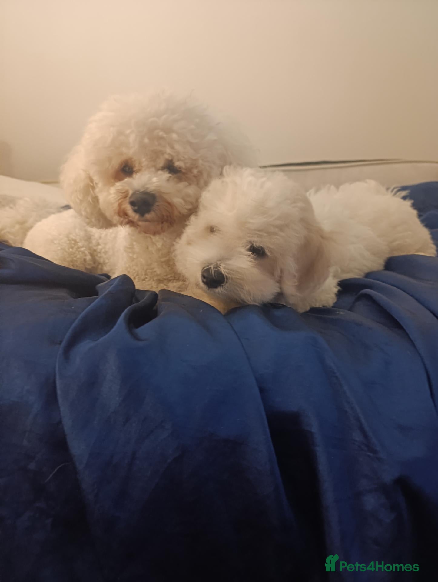 Bichon Frise dogs Bishon frise - Advert 2