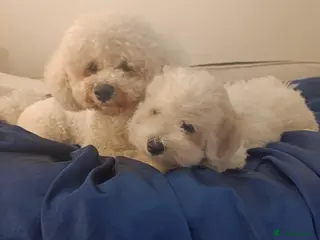 Bichon Frise dogs Bishon frise - Advert 2