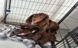 Cocker Spaniel dogs for sale: Cocker spaniel puppy’s  - Image 9