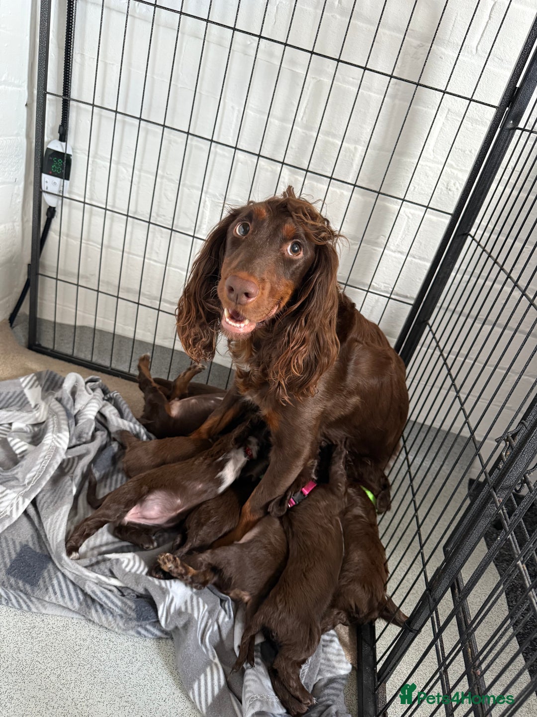 Cocker Spaniel dogs for sale: Cocker spaniel puppy’s  - Image 9