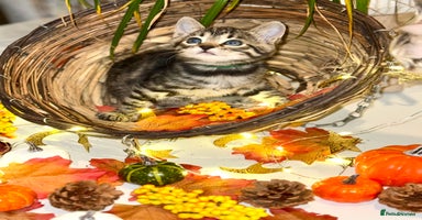 Bengal cats - Advert 4