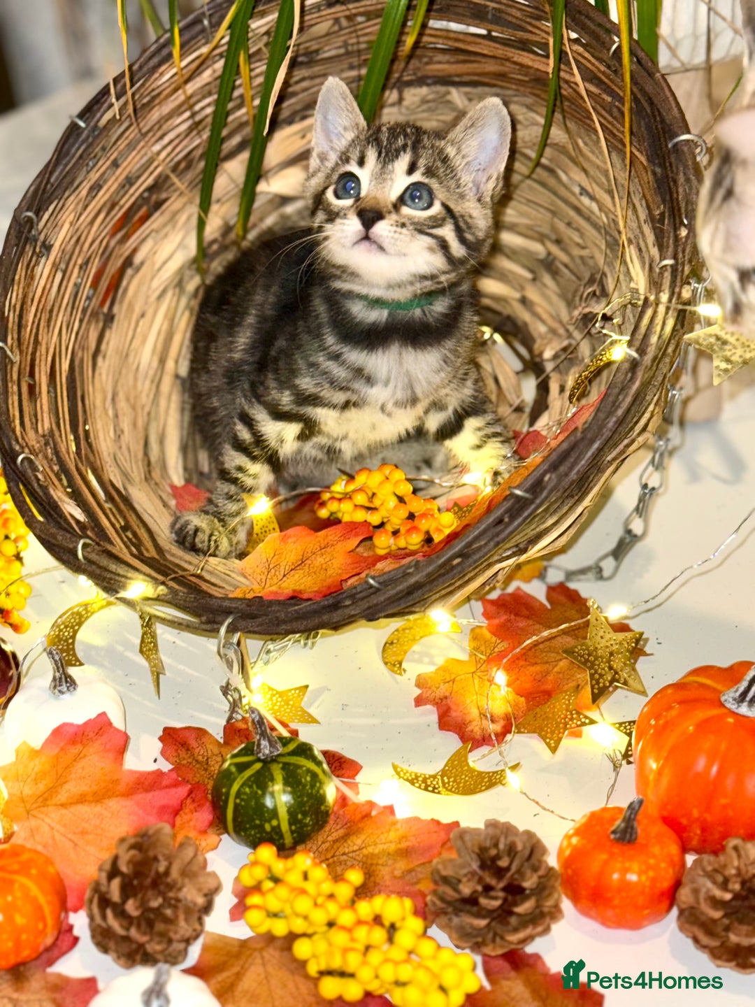 Bengal cats for sale:  Beautiful Bengal kittens  - Image 2