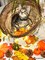 Bengal cats - Advert 2