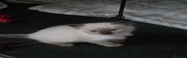 Ragdoll 2