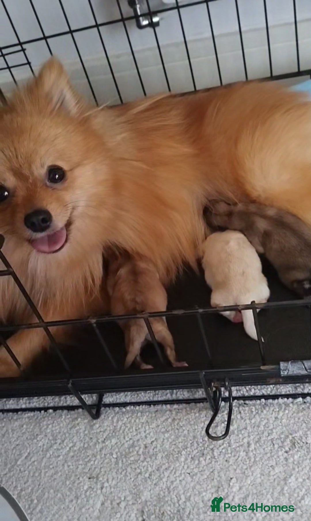 Pomeranian dogs for sale: Beautiful tiny Pomeranian Puppy   - Advert 11