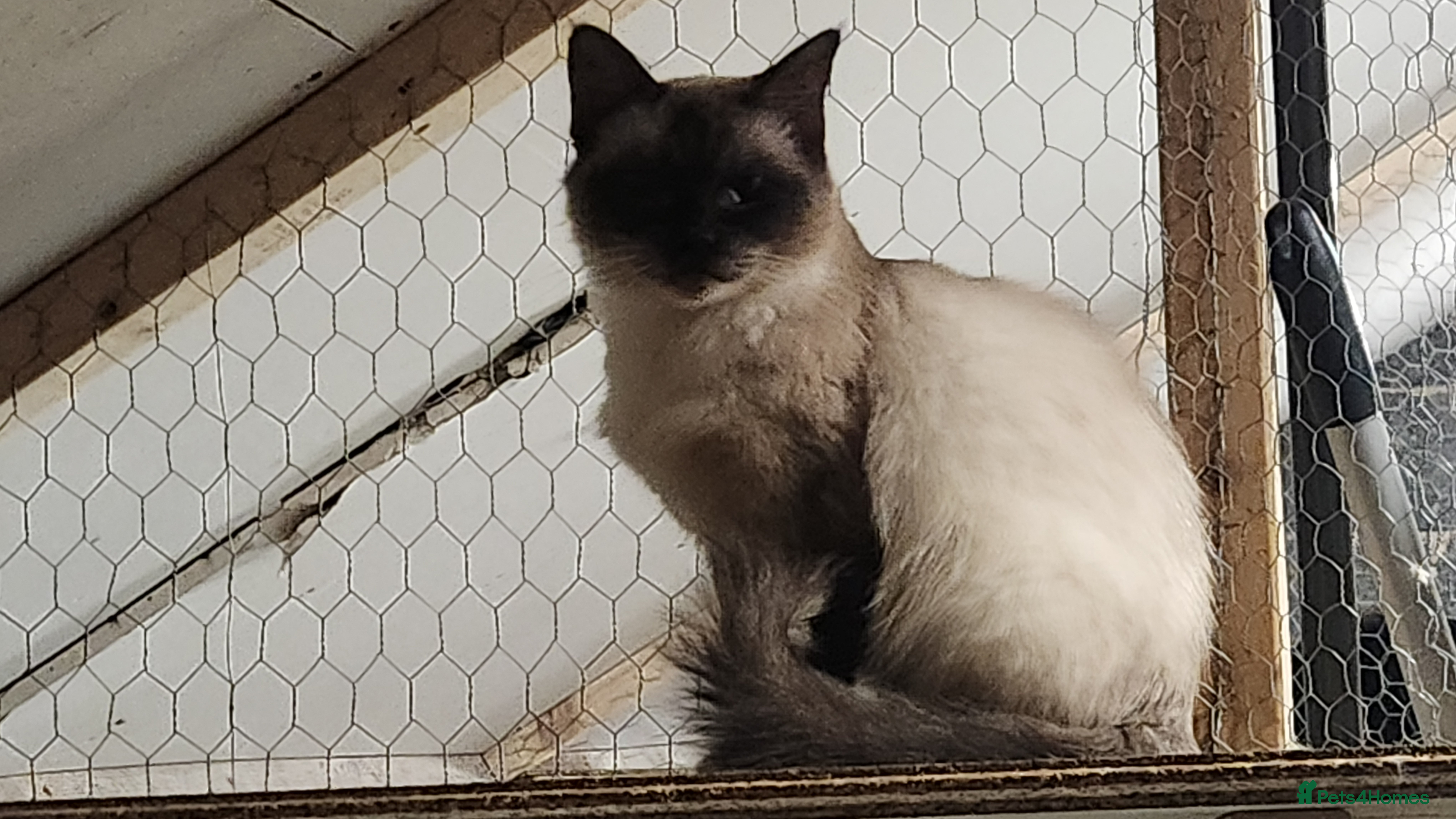Ragdoll cats Ragdoll Queen for sale - Advert 2