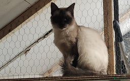 Ragdoll cats for sale: Ragdoll Queen for sale - Advert 1