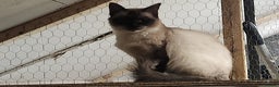 Ragdoll cats for sale: Ragdoll Queen for sale - Advert 1