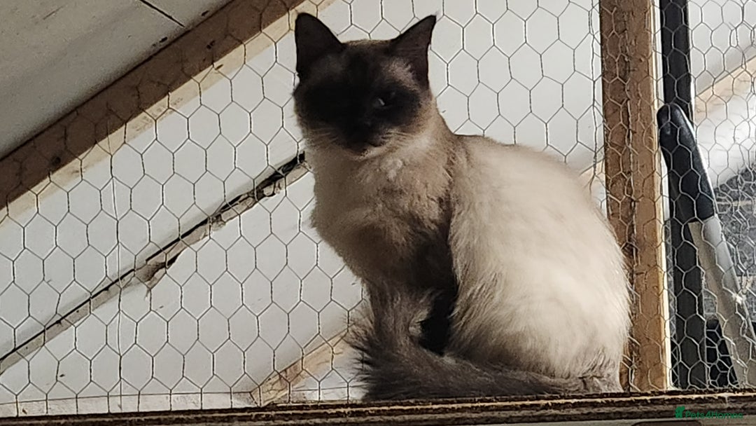 Ragdoll cats for sale: Ragdoll Queen for sale - Advert 1
