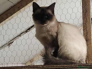 Ragdoll cats Ragdoll Queen for sale - Advert 1