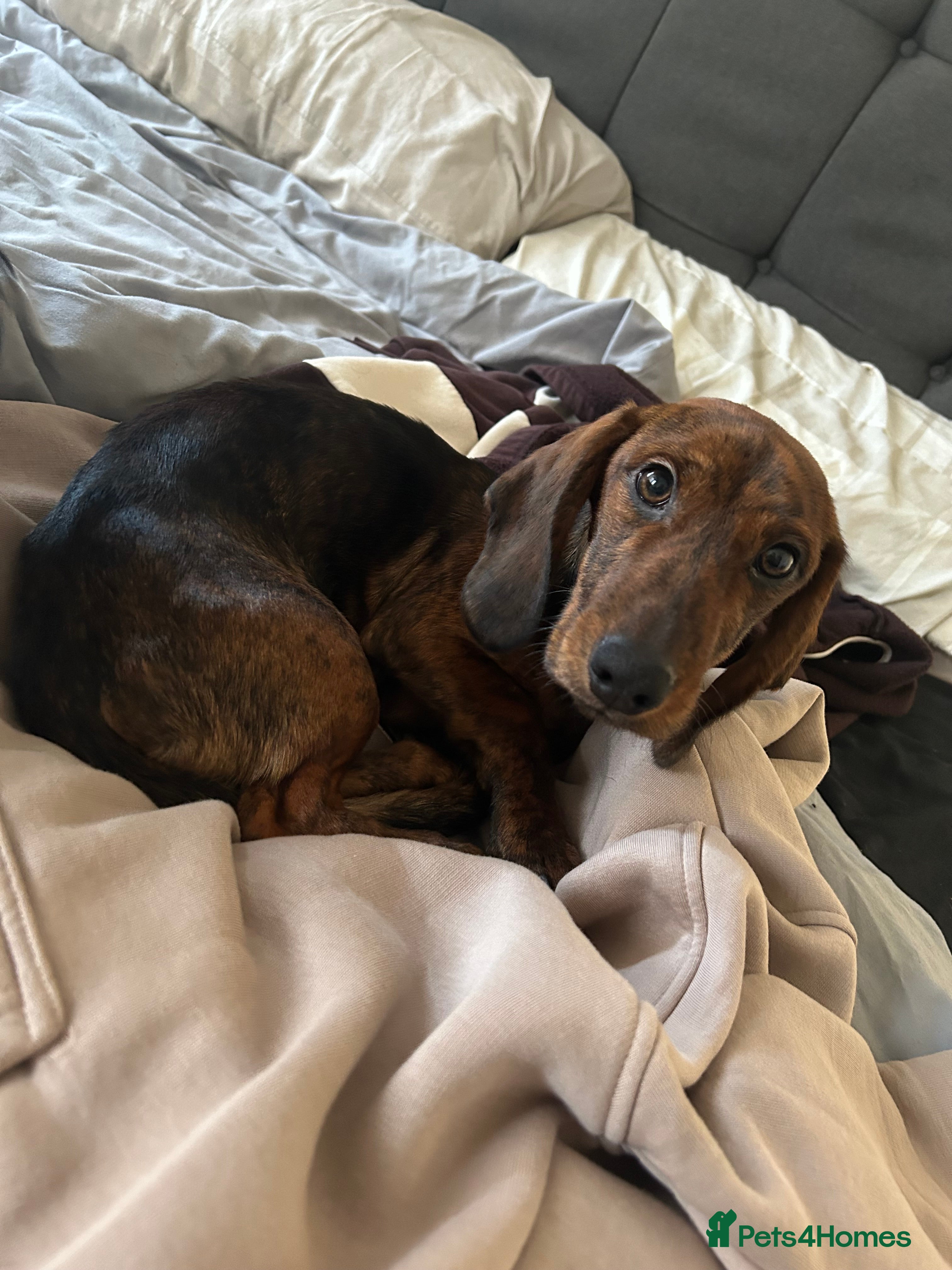 Mixed Breed dogs Male Dachshund cross for Sale  in Rowley Regis - Advert 1