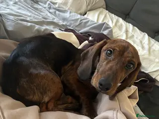 Mixed Breed dogs Male Dachshund cross for Sale in Rowley Regis - Advert 1