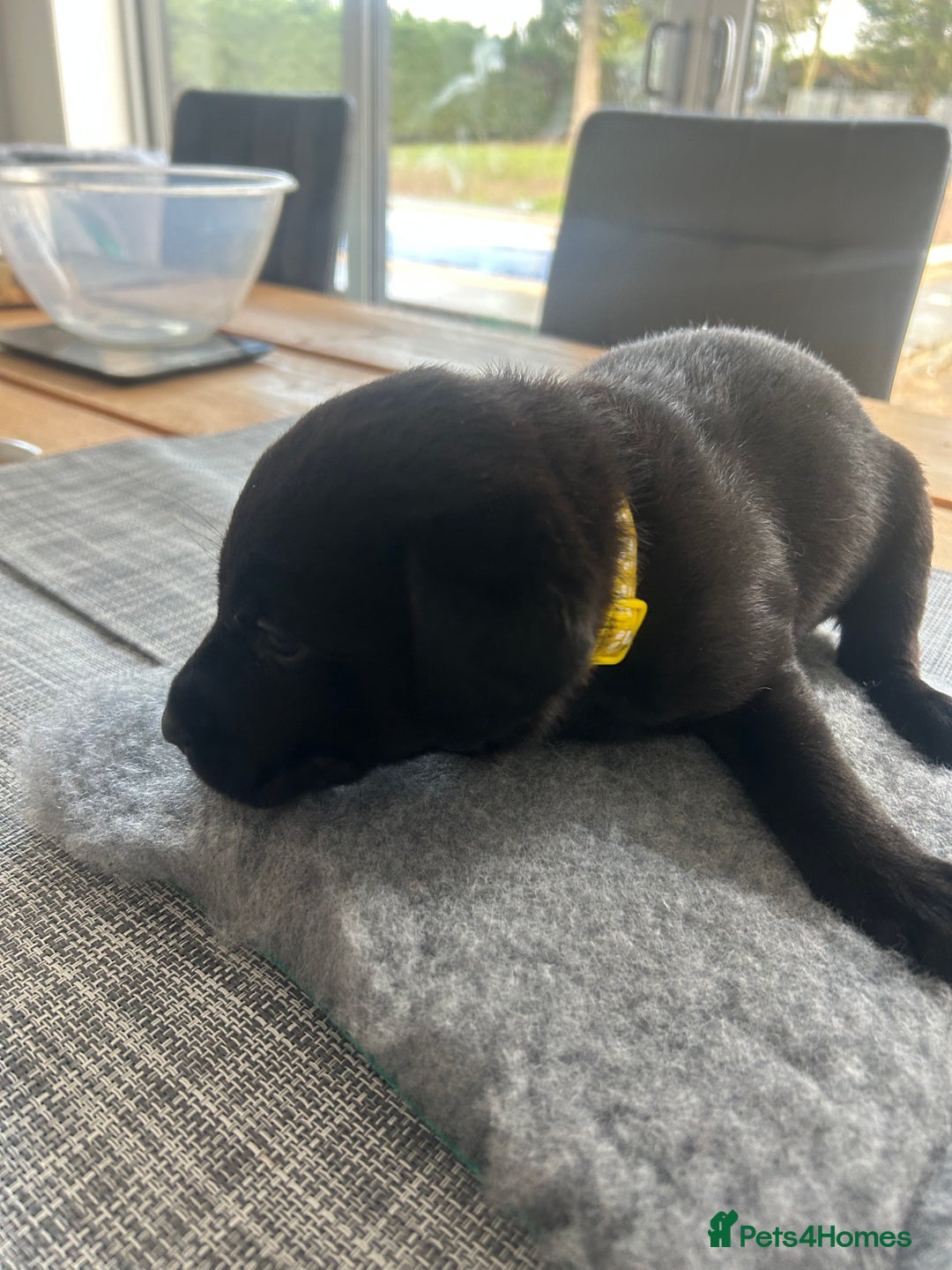 Labrador Retriever dogs for sale: Stunning KC Reg Labrador puppies - Advert 7