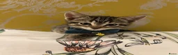 Ragamese cats for sale: Ragameze  - Advert 1